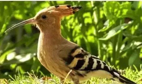 啄木鸟的资料！