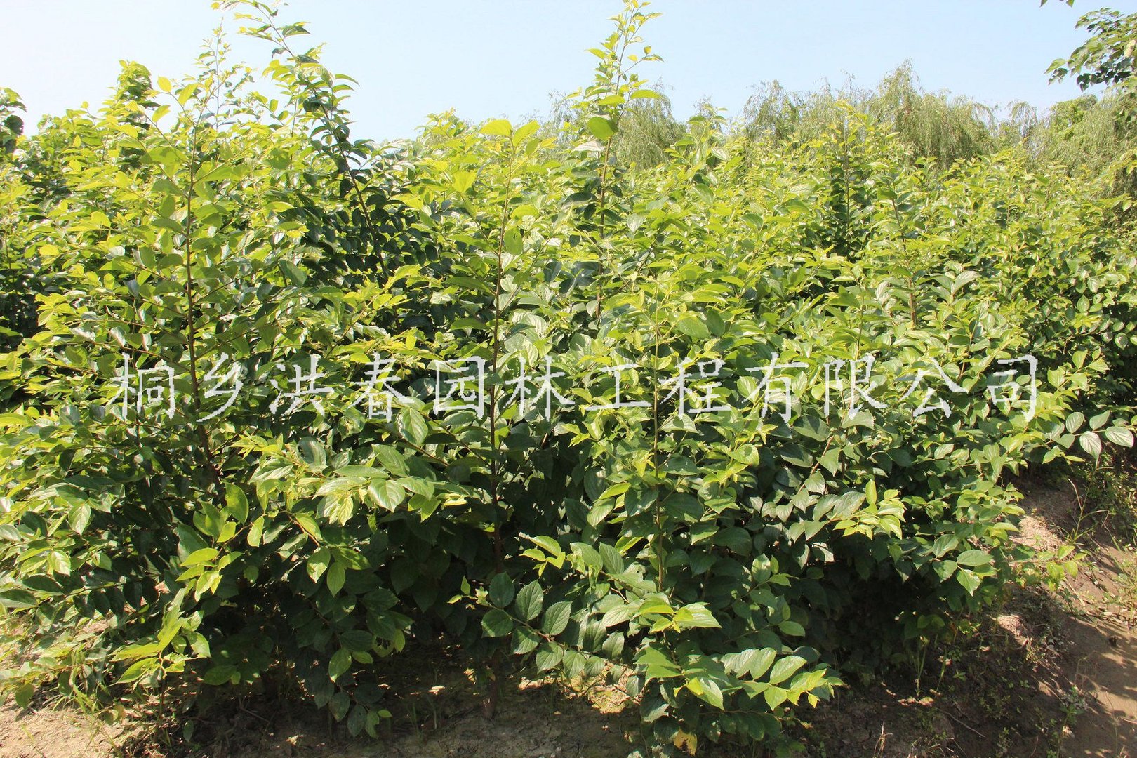 尔朴树的产品风格