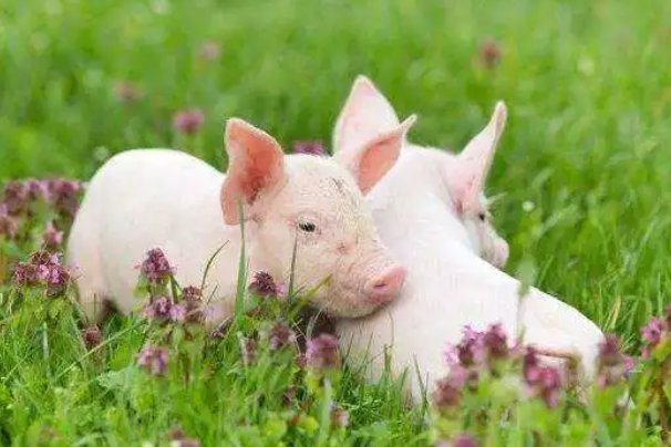 缺三短四打一生肖