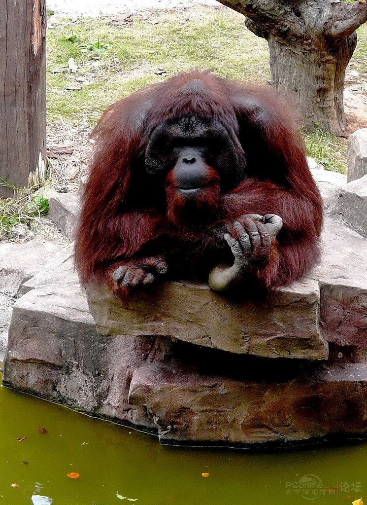 黄猩猩的主要特点