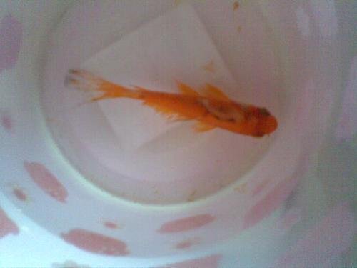 中国兰寿金鱼网药浴下2%，是多少水多少药