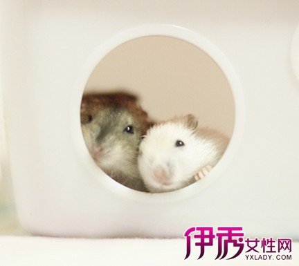 牙买加仓鼠的外形特征