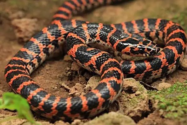 农村十大毒蛇排行榜