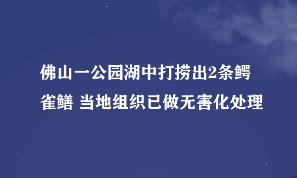 佛山一公园湖中打捞出2条鳄雀鳝 当地组织已做无害化处理