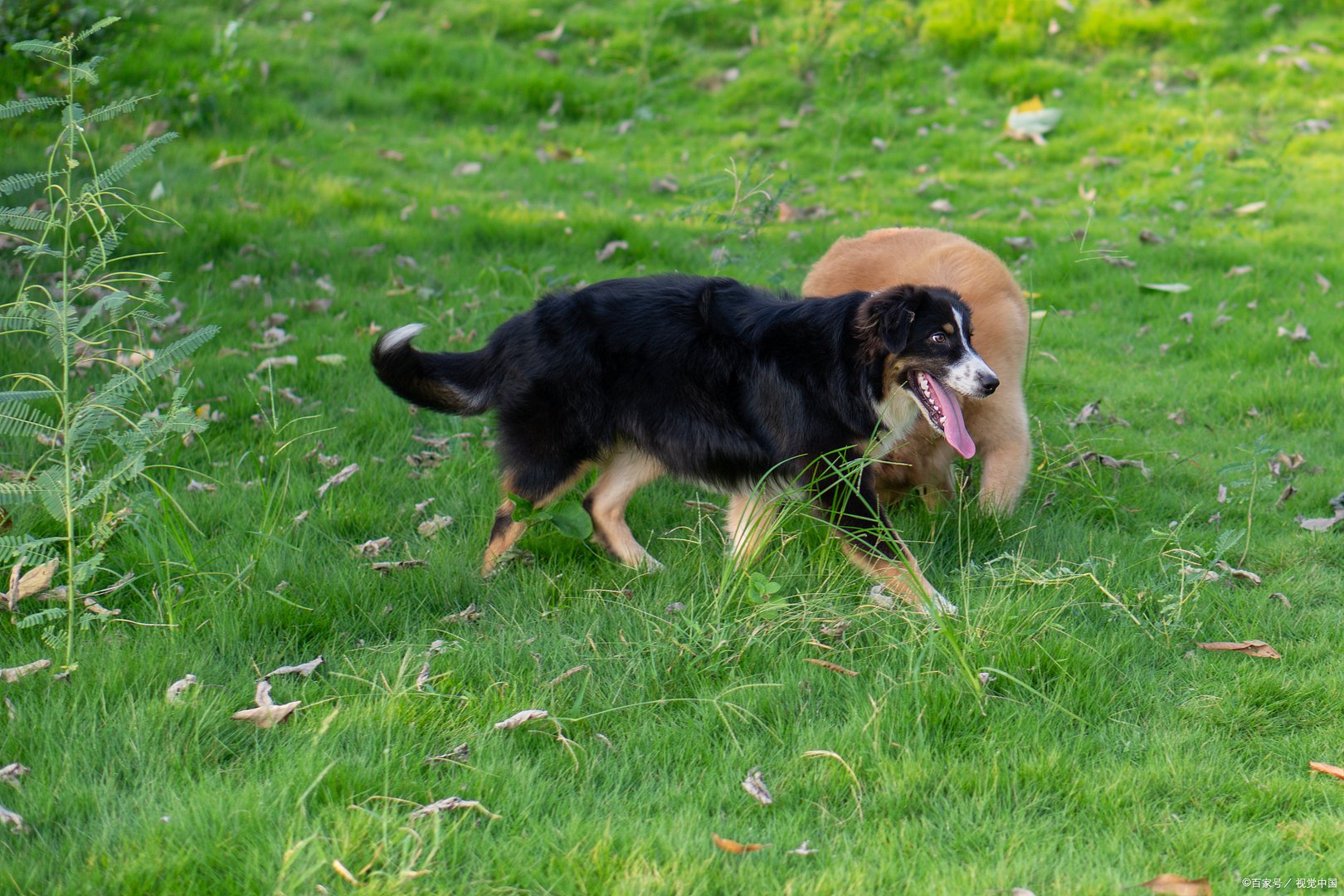 世界上最丑的狗你见过吗？其中真的一半都来自中国吗？