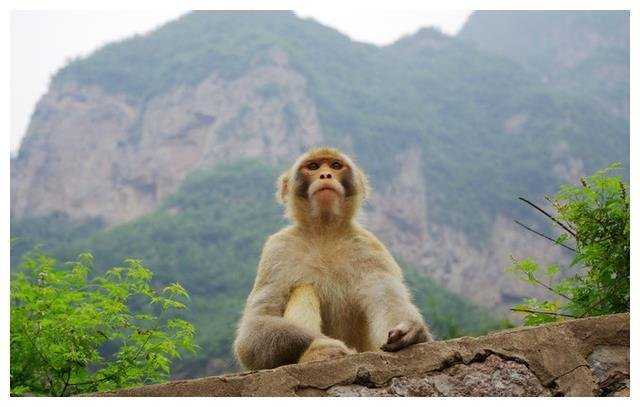 湖南一景区游客小溪戏水遭野猴群袭击，最终是如何脱险的？