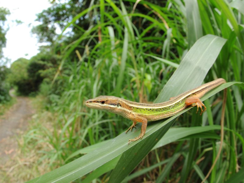 “草上飞”是什么动物?