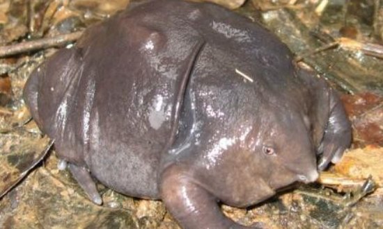 活化石有哪些植物和动物？