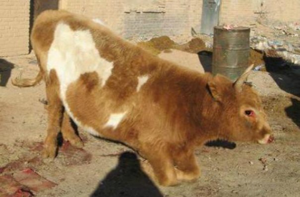 牛下跪意味着什么