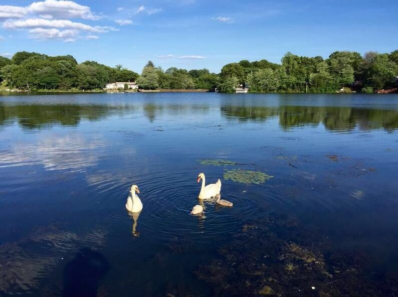 小百合和大百合有区别吗？