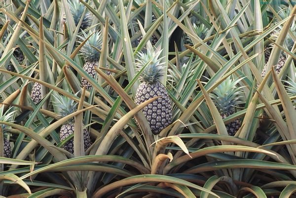 台湾菠萝降价竞争出口日本，这种方式能解决台湾当前的菠萝问题吗？