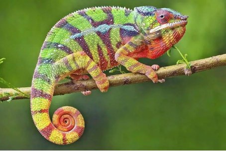 螳螂的死对头是谁