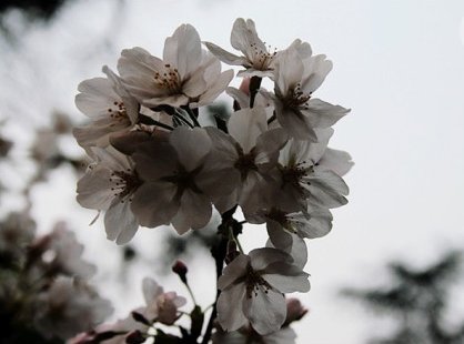 “烽烟起，寻爱似浪淘沙，遇见她，如春水映梨花”是什么意思?