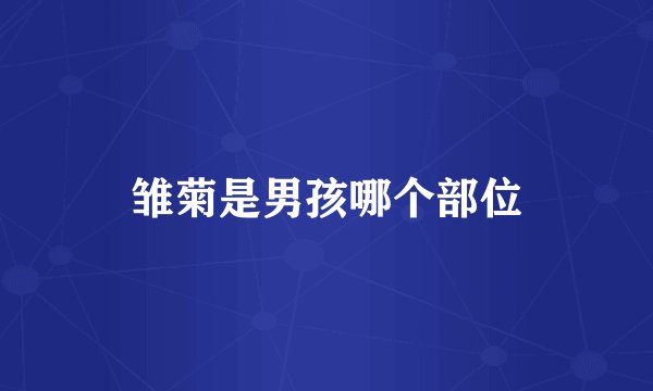 雏菊是男孩哪个部位