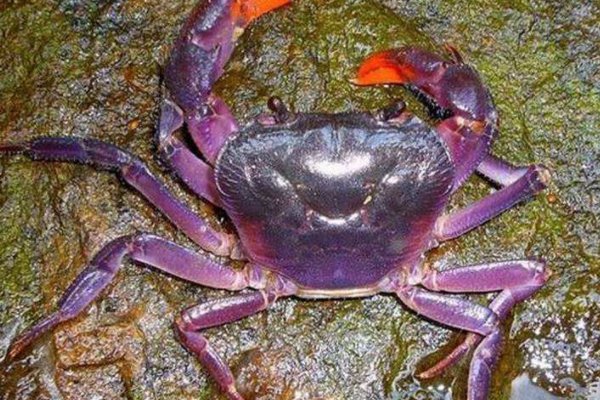 紫色的螃蟹是什么螃蟹？