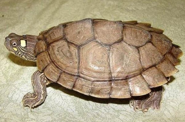 十大恐怖的乌龟