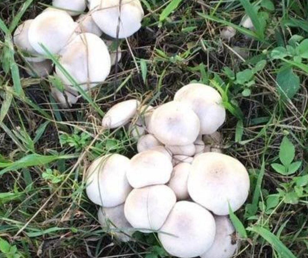 云南蓝莓地里长出“百斤”野生菌,这种野生菌究竟是什么?