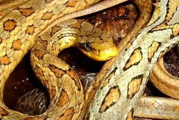 农村十大毒蛇排行榜