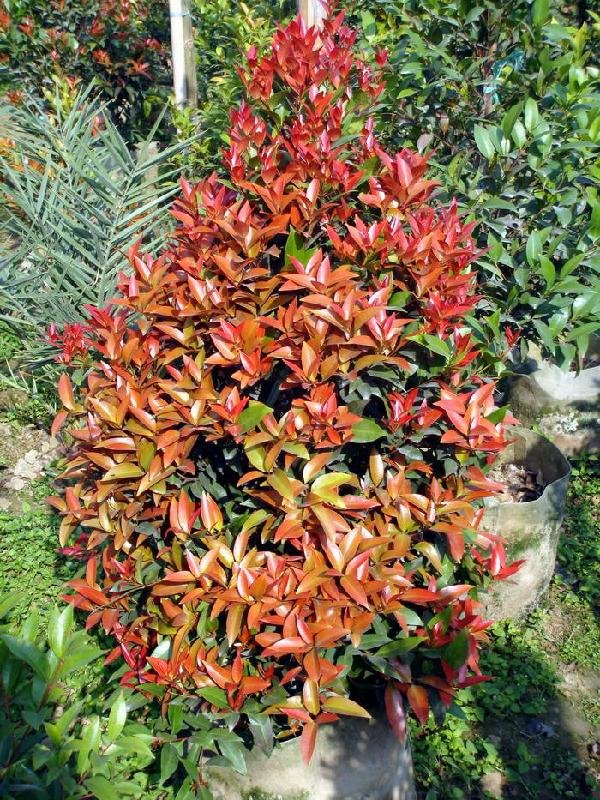 谁知道这是什么植物?怎么养?