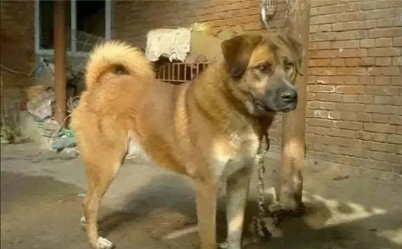 在农村拉帮结派的土狗当中，领头的土狗是怎样成为狗王的，为什么？