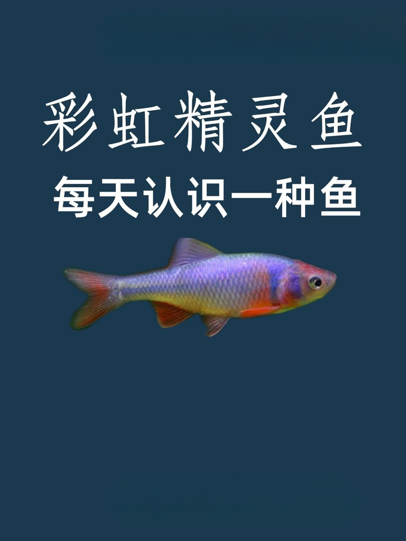 彩虹精灵鱼怎么养呢？