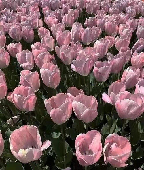 曼曼是什么意思