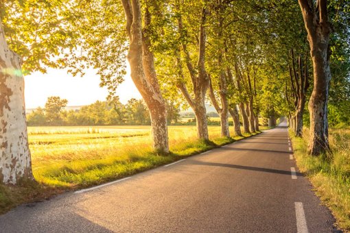 红色彼岸花,花瓣遍地落下是什么歌