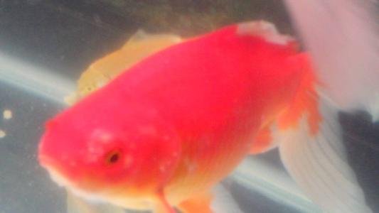 中国兰寿金鱼网药浴下2%，是多少水多少药