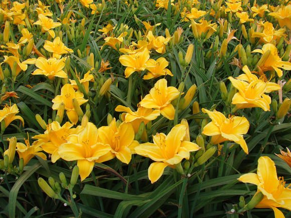 萱草象征忘忧，花语是什么？