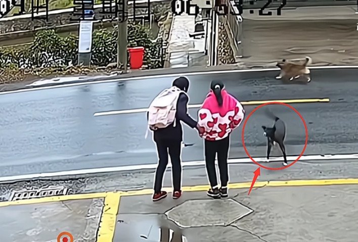 女孩等校车遭未拴绳狗扑咬，老人拼命相护，如何规范遛狗行为？