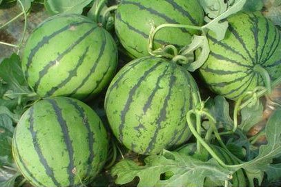 圆圆的西瓜像什么？