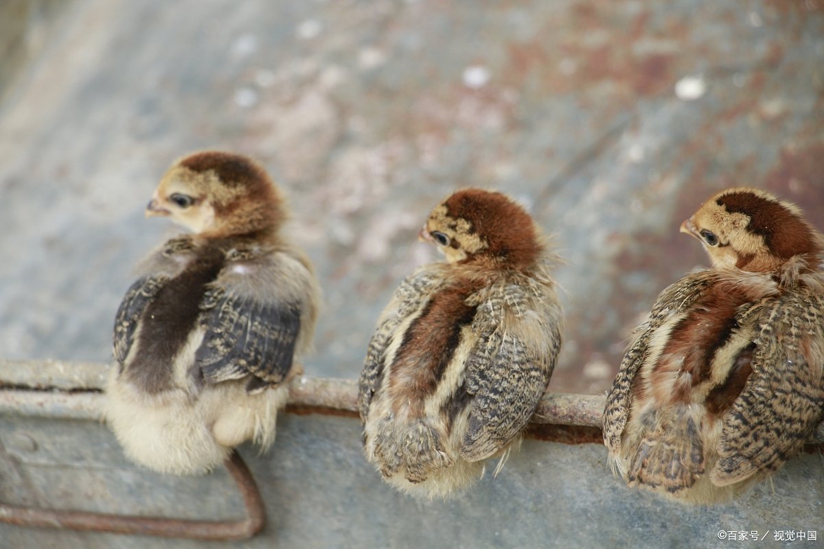 如何人工孵化小鸟蛋