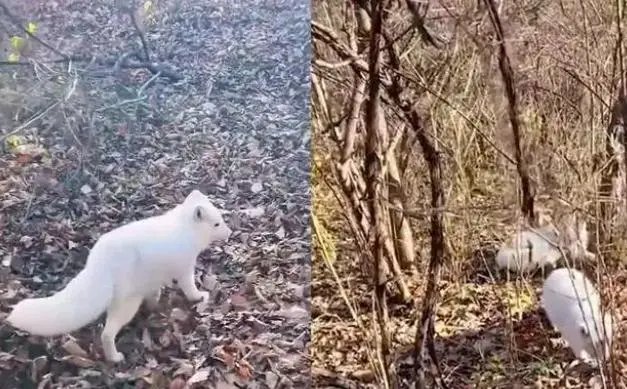 东北男子投喂白狐后被引见给同伴，大概率是作为宠物被抛弃的，到底咋回事？