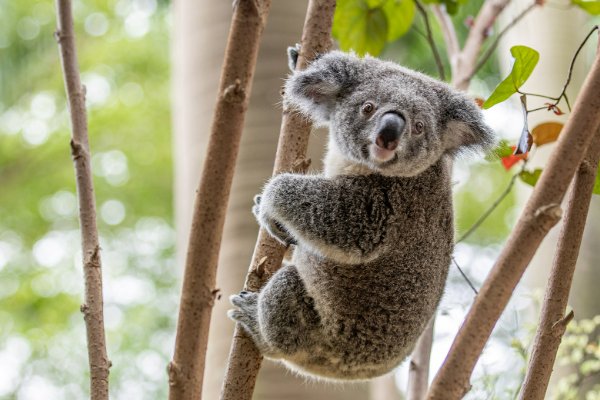 考拉和树懒的区别