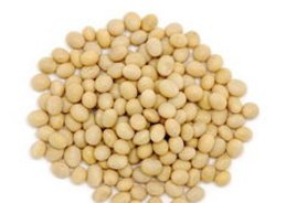 黄豆种子的七天观察记录