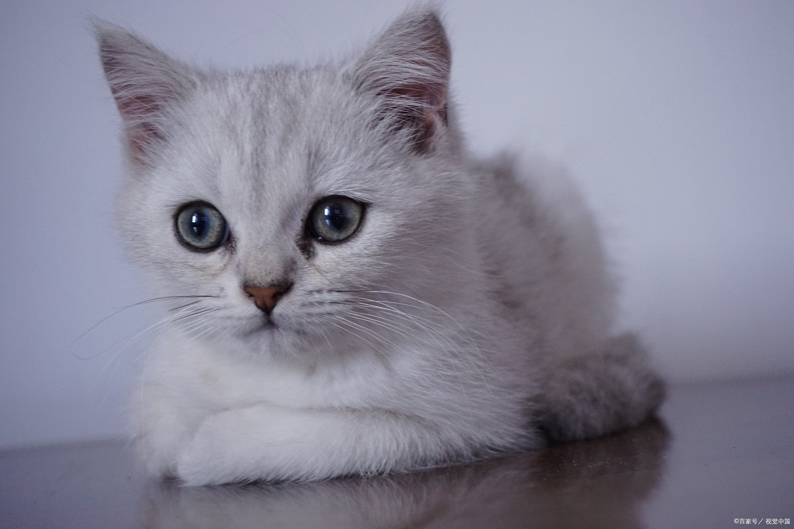 猫老了就喜欢往山上跑，它是去干什么？