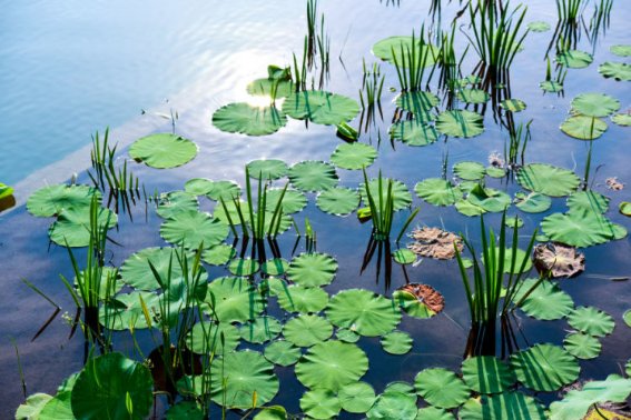 ponds是什么意思