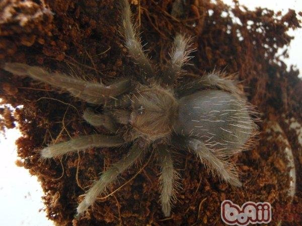 洪都拉斯卷毛蜘蛛是什么品种？