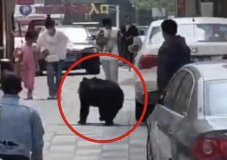辽宁一马戏团黑熊逃跑上街,最终是如何被抓回的?