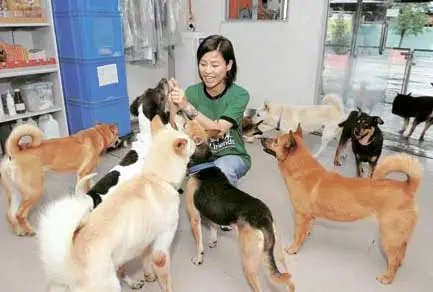 爱狗志愿者跨省拦截两千只无检疫证明狗，事件的后续情况如何？