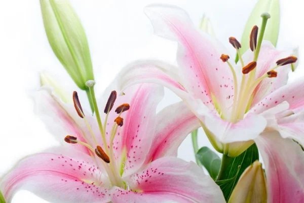 有哪些冰心诗句？