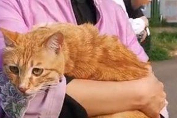 雷神山流浪小奶猫一年后成胖橘，为何发胖会如此严重？