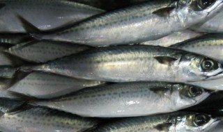 青川鱼是什么鱼 青川鱼介绍