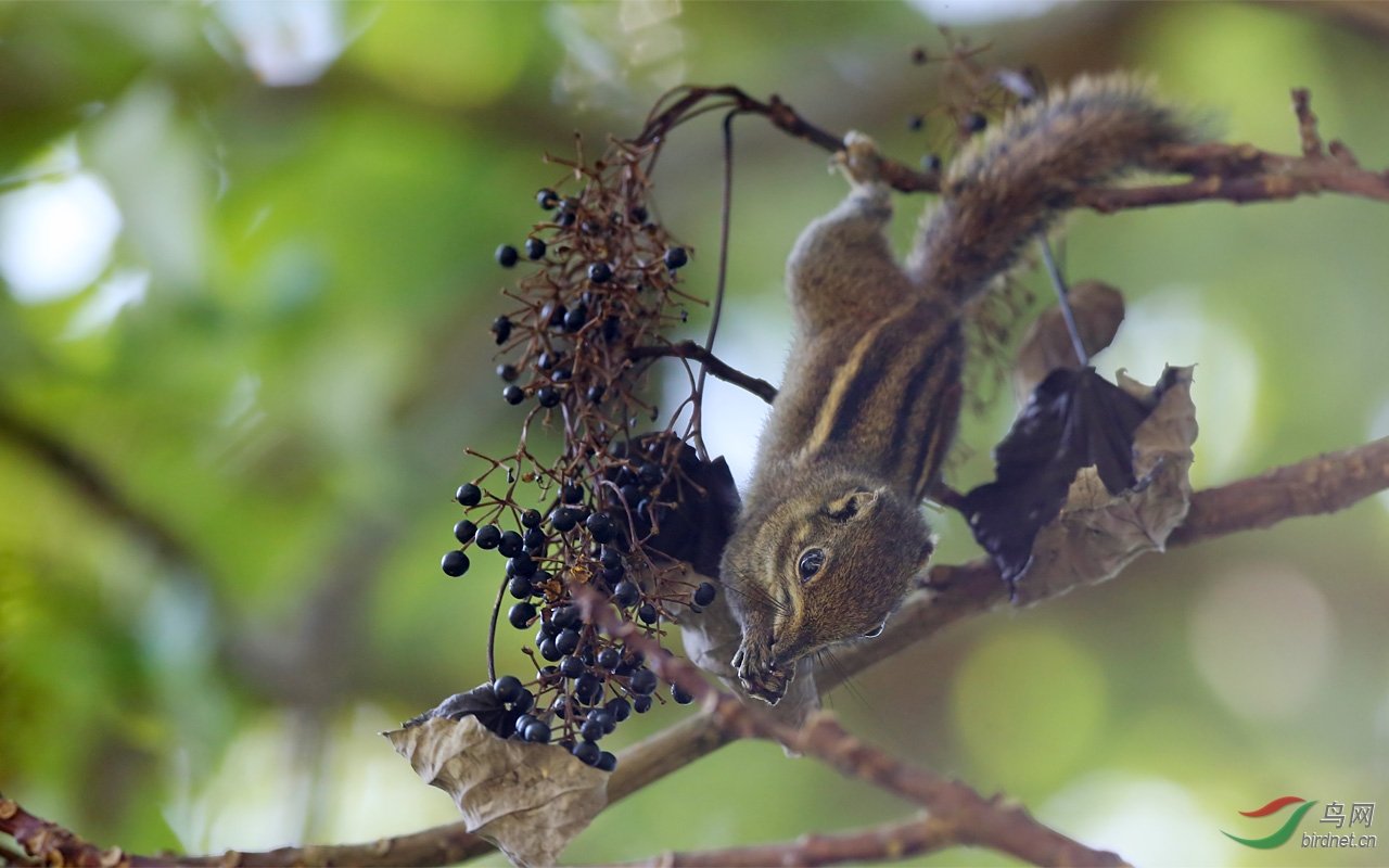 条纹松鼠的外形特征