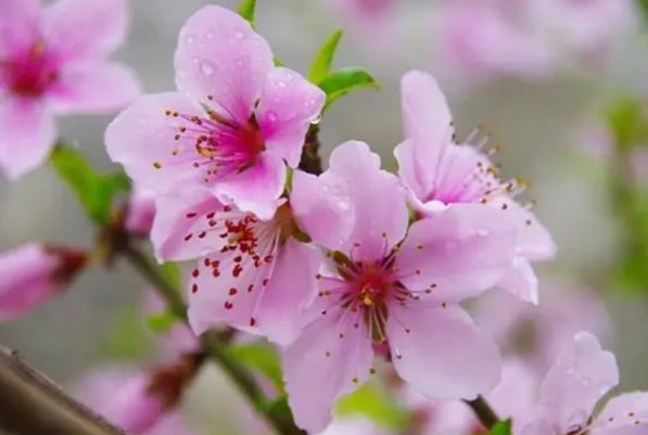 阳春三月是什么意思