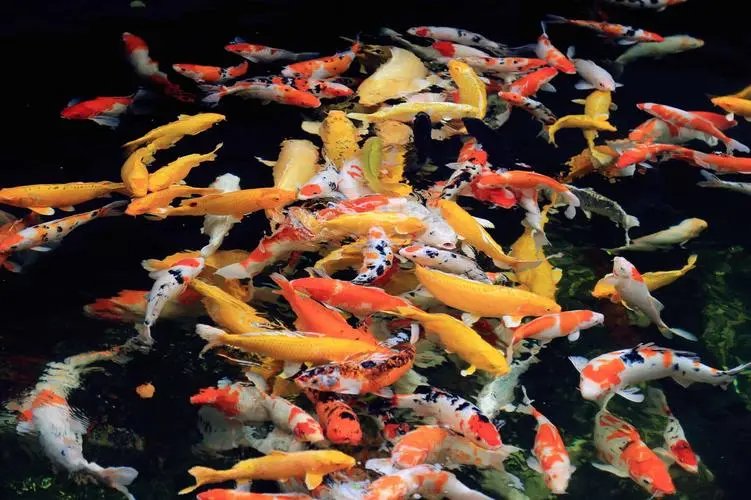 红鲤鱼与绿鲤鱼绕口令是什么?