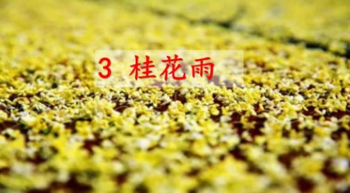 两处都说浸在桂花香里桂花香的香气有什么特点作者对他的感情如何？