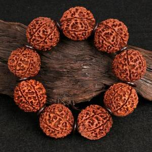 九瓣金刚 大家觉得怎么样