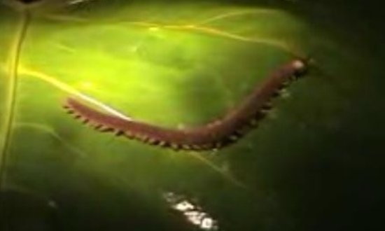 活化石有哪些植物和动物？