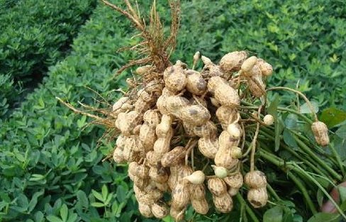 五年级上册第二课落花生小练笔150字急！急！急！